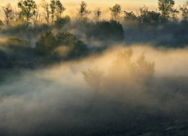 Trees in the Fog. Autumn morning. Nature of Ukraine