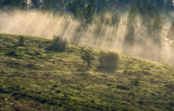 Trees Fog Autumn Morning Nature Ukraine — Stockfoto