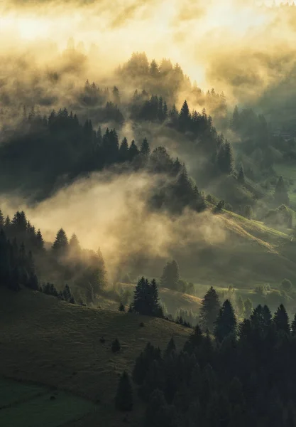 朝の山のシルエット カルパチア人の霧の朝 山の風景 — ストック写真