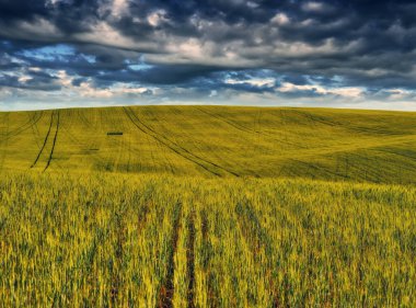 Resimli bir tepe tarlası. Buğday tarlası üzerinde fırtına bulutları. Bahar köyü manzarası