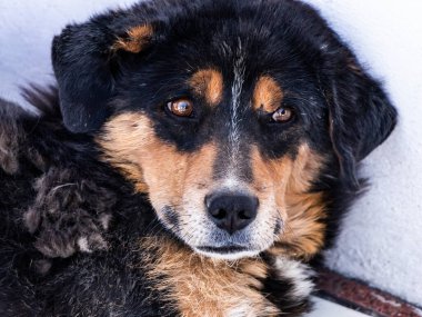 Başıboş bir köpeğin kameraya bakarken yüzü..