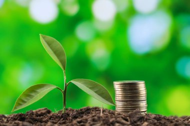 Genç bitkilerle dolu bir para yığını..