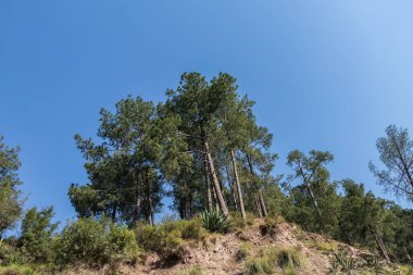 Arka planda mavi gökyüzü olan çam ağaçlarının güzel manzarası.