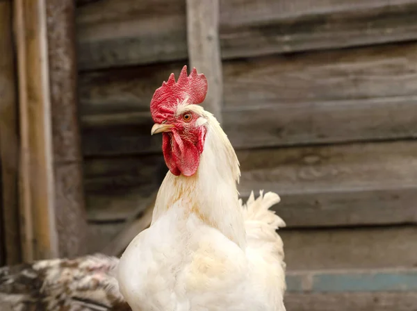 Retrato De Frango Branco Grande Frango Brava Galinha Linda Galinha Brava  Galinha Brava Com Grande Galinha Vermelha Coberto Prado Foto de Stock -  Imagem de torneira, livre: 201427036