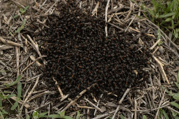 许多蚂蚁在蚁丘特写的中心互相攀爬 成群结队的红杉蚂蚁 昆虫的颜色是红褐色 腹部是深色的 — 图库照片