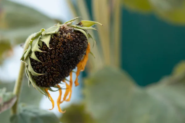 Stock image sunflower with almost completely fallen yellow petals, head down. horizontal photo of bald little sunflower