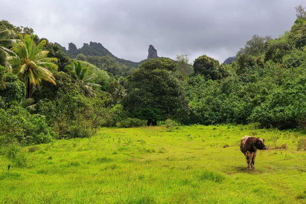 Paisagem Interior Rarotonga Uma Das Ilhas Cook Tropicais Uma Vaca Imagens De Bancos De Imagens Sem Royalties