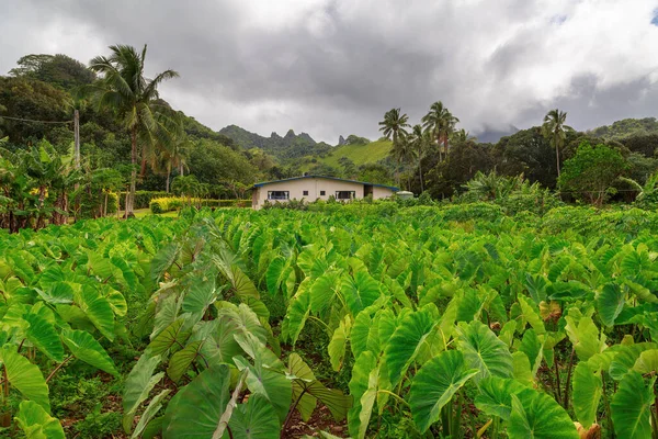 Cook Adaları 'ndaki Rarotonga adasında bir evin dışındaki taro tarlası.