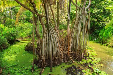 Rarotonga, Cook Adaları 'ndaki tropik bir ada olan Rarotonga' da büyüyen bir pandanus ağacının uzun pervane kökleri.