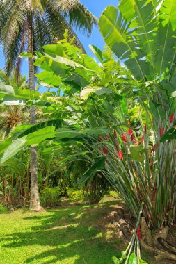 Bir Karayip helikonisi (sağ, kırmızı çiçekler ile) ve tropik bir bahçede büyüyen bir palmiye ağacı