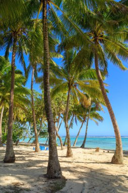 Rarotonga, Cook Adaları 'ndaki güneşli bir sahilde hindistan cevizi palmiyeleri koruluğu.
