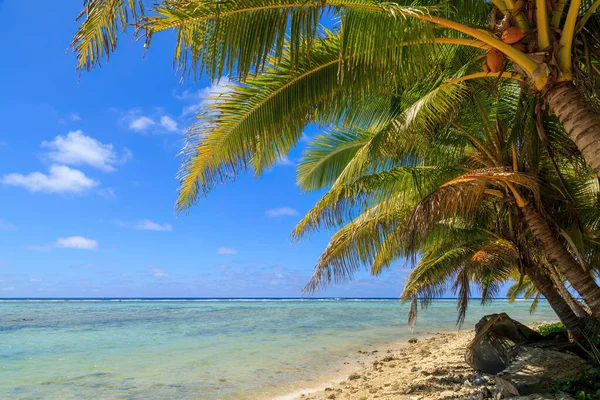 Palm trees growing on the beach on a beautiful tropical island. Rarotonga, Cook Islands