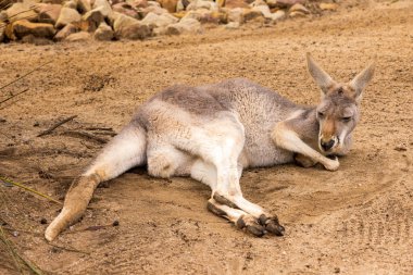 An eastern grey kangaroo, a large Australian native animal, sleeping in the sand  clipart