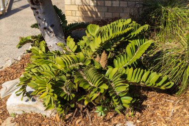 Bir mukavva bitkisi (Zamia furfurfuracea), Meksika 'ya özgü bir sikad türüdür. Karton sago, Jamaika sagosu ve Meksika sikleti olarak da bilinir. Bitki yaygın olarak bir süs eşyası olarak yetiştirilir.