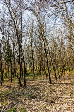 Ağaç gövdeleri sık bir ormanda, sıra sıra ağaçların arasında.