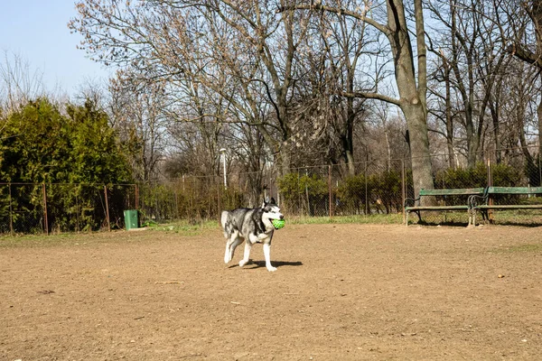 Сибирская Хаски Собака Играет Парке — стоковое фото