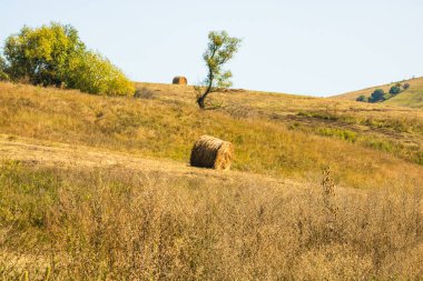 Altın saman balyaları. Farklı ekinlerden ve samanlıktan oluşan tarım paketleri