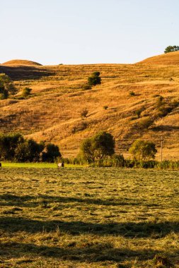 Altın saman balyaları. Farklı ekinlerden ve samanlıktan oluşan tarım paketleri