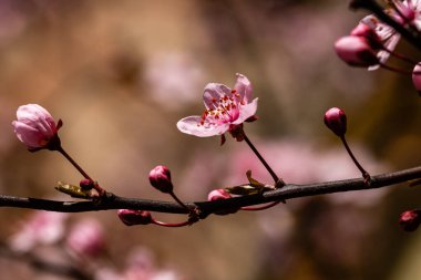 Cherry blossom flower in blooming with branch
