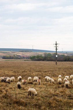 Koyun sürüsü ve kuzular tarlada