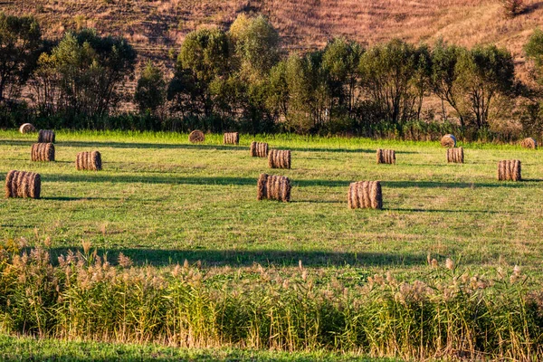 Arany Szénabálák Különböző Kultúrájú Mezőgazdasági Parcellák Széna Tekercsek — Stock Fotó