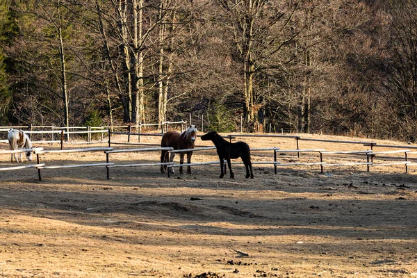Pferde Weiden Auf Einem Feld Der Nähe Der Koppel — Stockfoto
