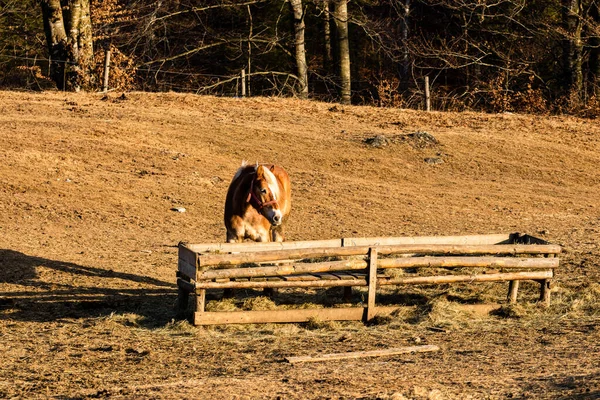 Hästar Betar Ett Fält Nära Paddock — Stockfoto