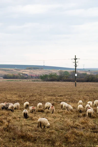 Stado Owiec Jagniąt Polu — Zdjęcie stockowe
