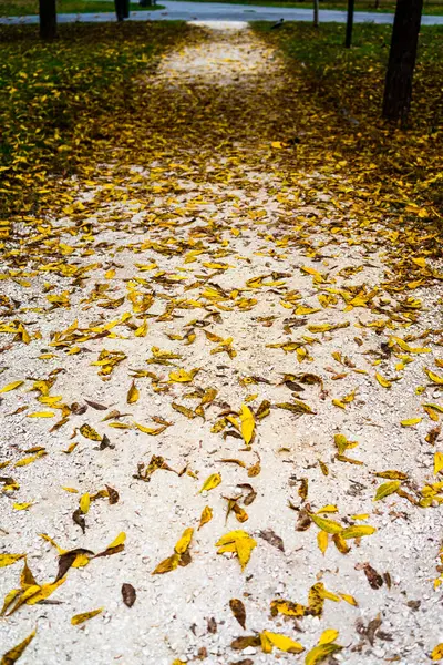 stock image Autumn scenery with alley of fall leaves