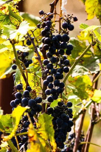 Ramo Uva Vino Negro Sobre Fondo Verde Viñedo Natural Jardín — Foto de Stock