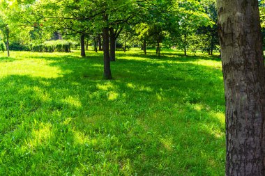 Parktaki sokak - Yaz manzarası