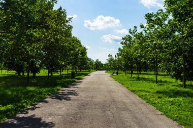 Parktaki sokak - Yaz manzarası