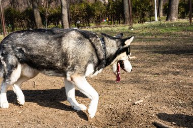 parkta oynayan Sibirya husky köpek