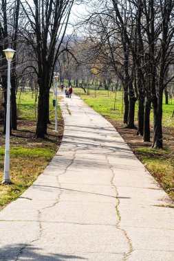 Autumn scenery with alley of fall leaves