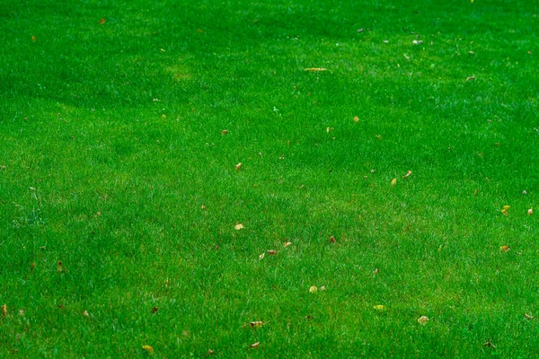 Fresh cut green grass in park