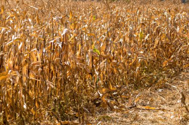 Kurumuş mısır tarlası. Kurutulacak olgun mısır