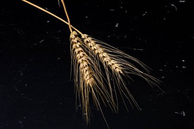 Buğday kulağı detayı. Mısır gevreği, un üretimi.