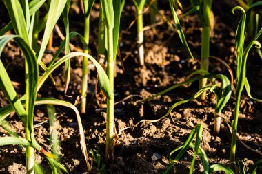 Taze soğanlar sebze bahçesinde yetişir, organik olarak soğan yetiştirilir.