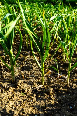 Taze soğanlar sebze bahçesinde yetişir, organik olarak soğan yetiştirilir.