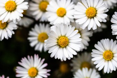 Bellis perennis çiçeği. Papatya baharda açar