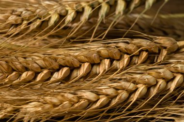 Buğday kulağı detayı. Mısır gevreği, un üretimi.