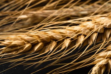 Buğday kulağı detayı. Mısır gevreği, un üretimi.