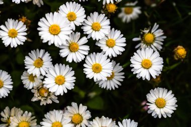 Bellis perennis çiçeği. Papatya baharda açar