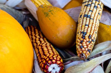 Balkabağı ve mısırın sonbahar tonu