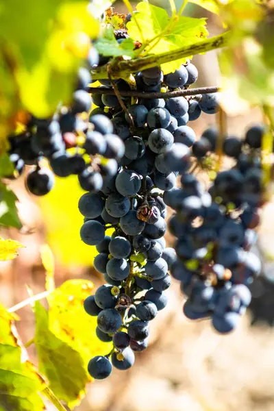 Ramo Uva Vino Negro Sobre Fondo Verde Viñedo Natural Jardín — Foto de Stock