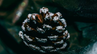 Noel süsleri. Renkli Noel ışıkları arka planı