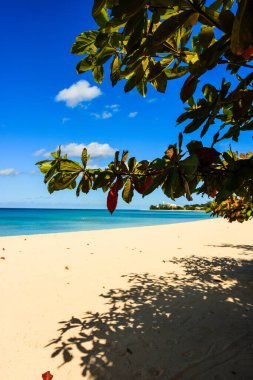 Barbados Adası 'nın Sandy Paradise Plajı, Karayip Adası