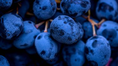 Olgun üzümlere ve üzümlerin arka planına yakın dur..