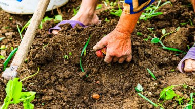 Bahçede çapayla patates toplayıp kazımak. Kirli ve buruşuk elleriyle organik patatesleri kazıyor. .