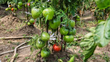 Bahçedeki bir dalda olgunlaşmamış domatesler..